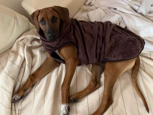 Rhodesian Ridgeback-Beitrag-Bild
