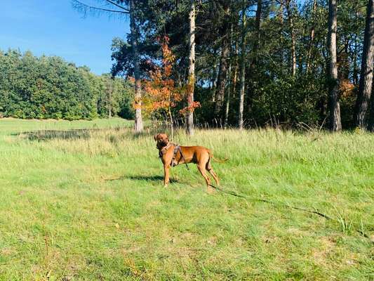 Rhodesian Ridgeback-Beitrag-Bild