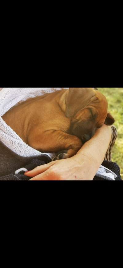 Rhodesian Ridgeback-Beitrag-Bild