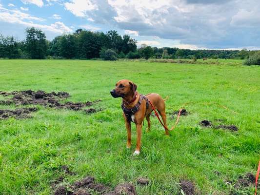 Rhodesian Ridgeback-Beitrag-Bild