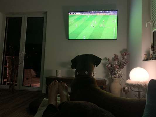 Rhodesian Ridgeback-Beitrag-Bild