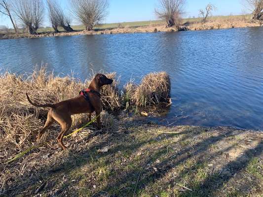 Rhodesian Ridgeback-Beitrag-Bild