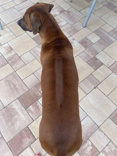 Rhodesian Ridgeback-Beitrag-Bild