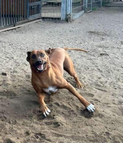 Rhodesian Ridgeback-Beitrag-Bild