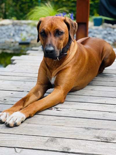 Rhodesian Ridgeback-Beitrag-Bild