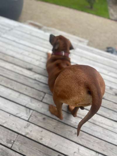 Rhodesian Ridgeback-Beitrag-Bild