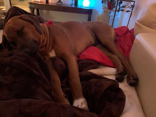 Rhodesian Ridgeback-Beitrag-Bild