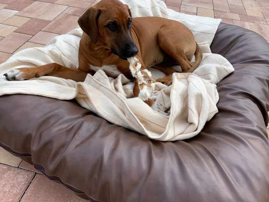 Rhodesian Ridgeback-Beitrag-Bild