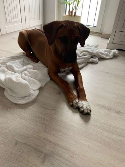 Rhodesian Ridgeback-Beitrag-Bild