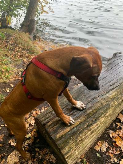 Rhodesian Ridgeback-Beitrag-Bild