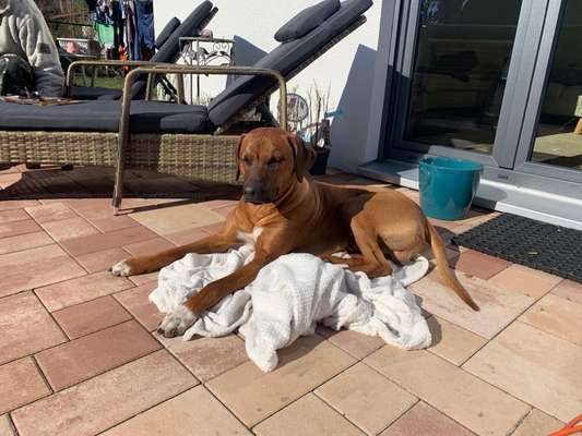 Rhodesian Ridgeback-Beitrag-Bild