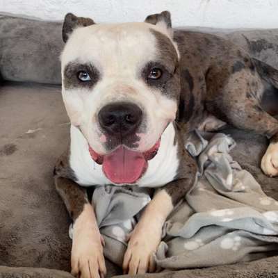 Hundetreffen-Spielen und laufen-Bild