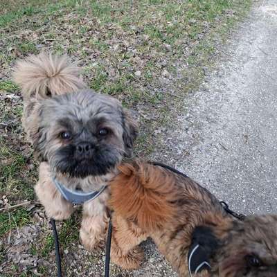 Hundetreffen-WELPEN UND JUNGHUNDETREFFEN-Bild