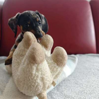 Hundetreffen-Zwergenfreunde gesucht 😊