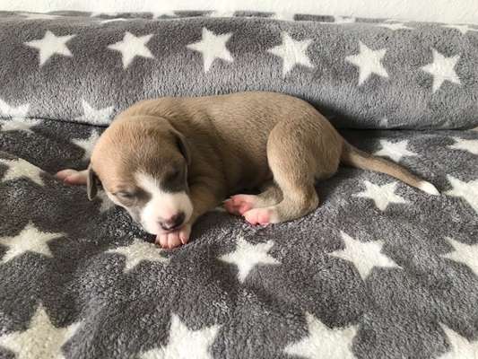 Das erste Bild eures Hundes-Beitrag-Bild