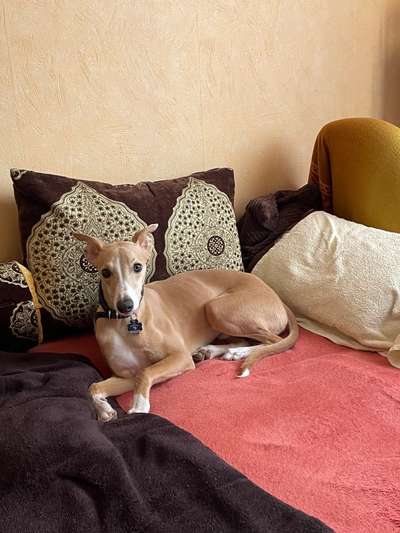 Windhundtreffen - PLZ-Beitrag-Bild