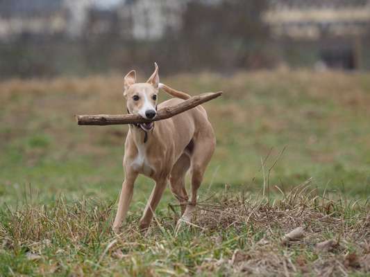 Windhunde - Treffen der besonderen Schönheiten
HERZLICH WILLKOMMEN-Beitrag-Bild