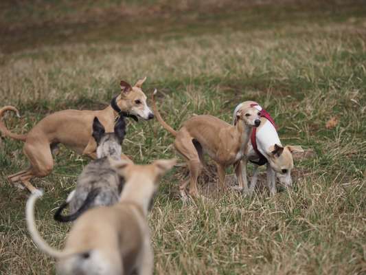 Windhunde - Treffen der besonderen Schönheiten
HERZLICH WILLKOMMEN-Beitrag-Bild