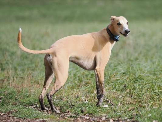 Whippet-Beitrag-Bild