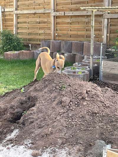 Windhunde - Treffen der besonderen Schönheiten
HERZLICH WILLKOMMEN-Beitrag-Bild