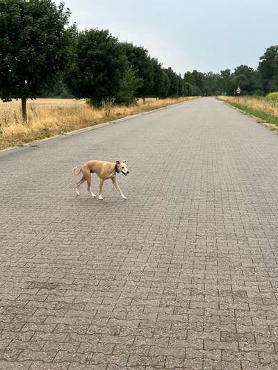 Whippet-Beitrag-Bild