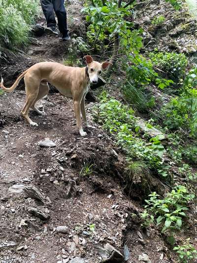 Das erste Bild eures Hundes-Beitrag-Bild