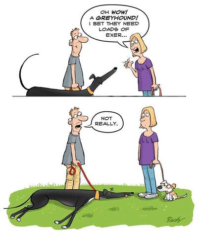 Windhunde - Treffen der besonderen Schönheiten
HERZLICH WILLKOMMEN-Beitrag-Bild