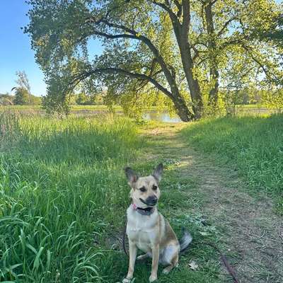 Hundetreffen-Freunde für Elda gesucht-Bild