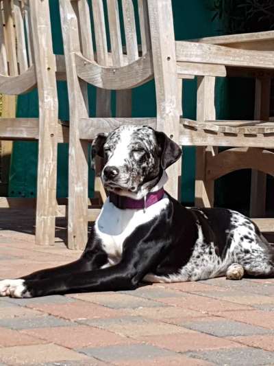 Seltene Rassen!-Beitrag-Bild