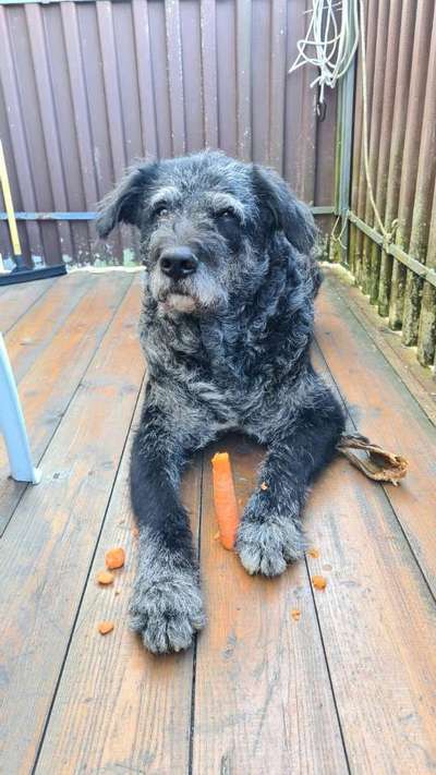 Fotochallenge Guten Appetit! Dein Hund beim futtern-Beitrag-Bild