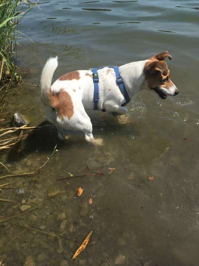 Wo sind die Jack und Parson Russell Terrier?-Beitrag-Bild