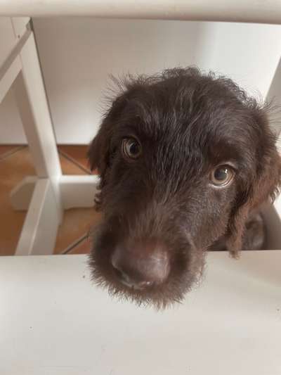 Hundetreffen-15 Wochen alter Labradoodle sucht Hundekontakte-Bild