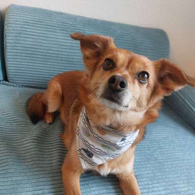 Hundetreffen-Hundefreunde für Gassi oder zum spielen