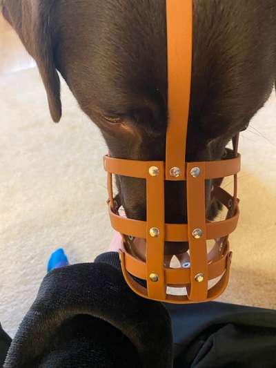 Wie sitzt mein Maulkorb / Maulkorb-Beratung-Beitrag-Bild