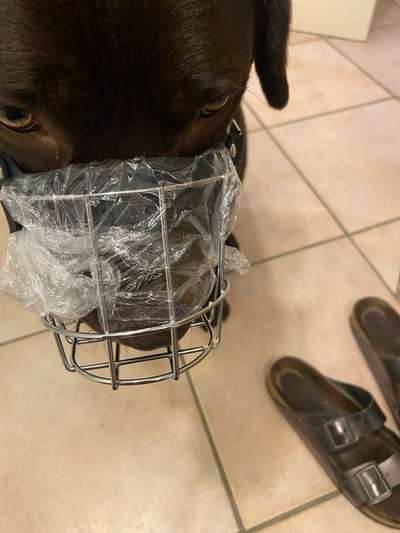 Wie sitzt mein Maulkorb / Maulkorb-Beratung-Beitrag-Bild