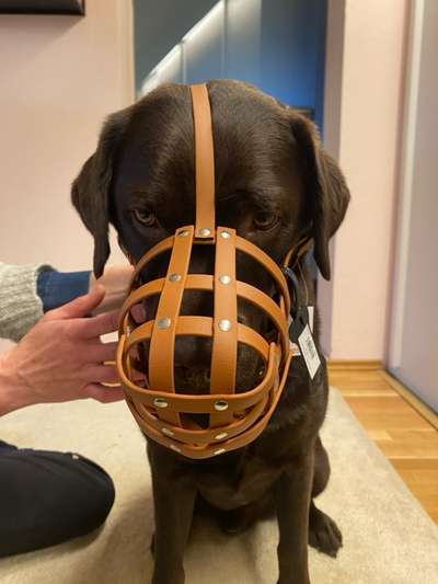 Wie sitzt mein Maulkorb / Maulkorb-Beratung-Beitrag-Bild