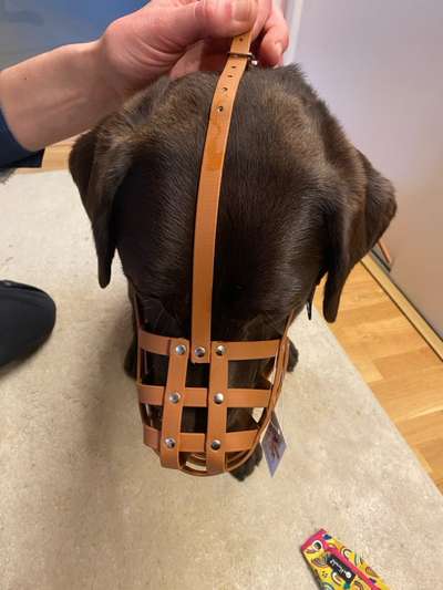 Wie sitzt mein Maulkorb / Maulkorb-Beratung-Beitrag-Bild