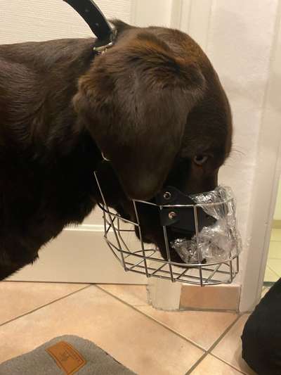 Wie sitzt mein Maulkorb / Maulkorb-Beratung-Beitrag-Bild