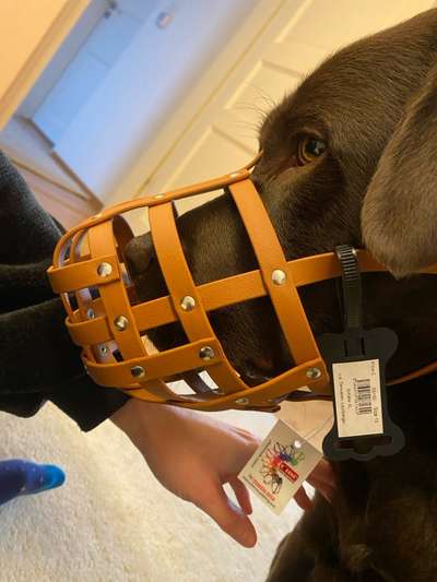 Wie sitzt mein Maulkorb / Maulkorb-Beratung-Beitrag-Bild