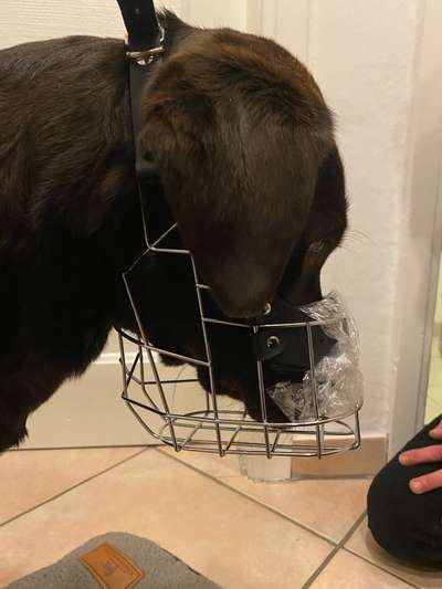 Wie sitzt mein Maulkorb / Maulkorb-Beratung-Beitrag-Bild