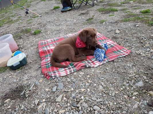 Vom Welpen zum Hund-Beitrag-Bild