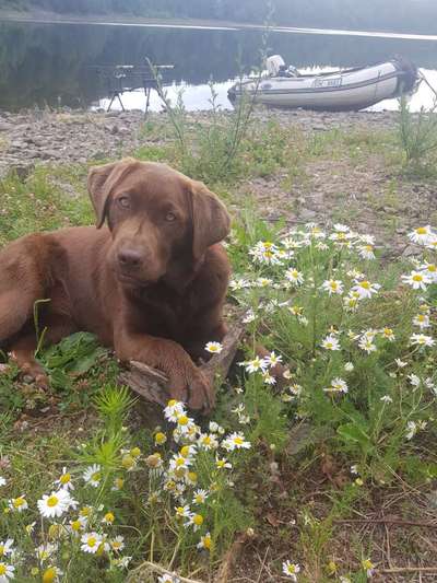 Vom Welpen zum Hund-Beitrag-Bild