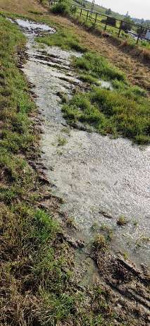 Giftköder-Verunreinigtes Wasser (pfütze mit Algen)-Bild