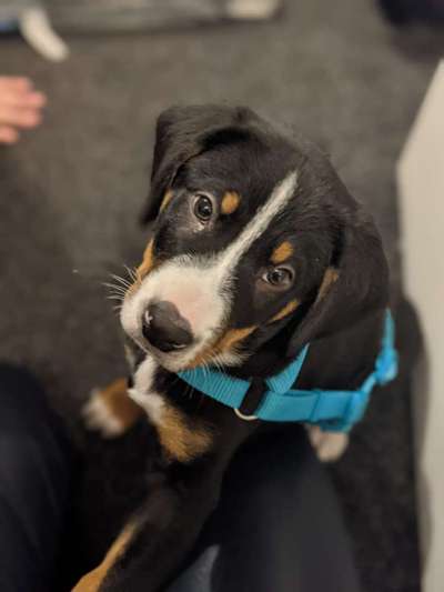 Entlebucher Sennenhund-Beitrag-Bild