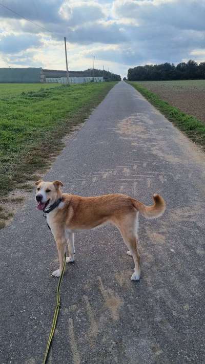 Hundeauslaufgebiet-Dremmenerfeld und Umgebung-Bild