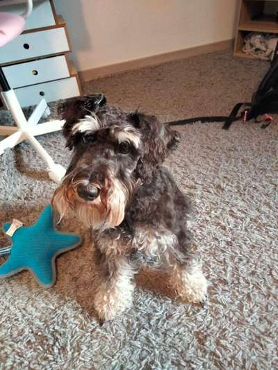 Zwergschnauzer-Beitrag-Bild