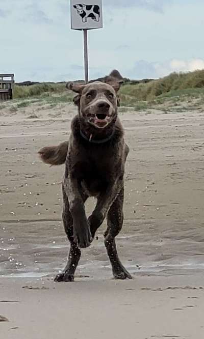 Zeige das lustigste Bild eures Hundis-Beitrag-Bild