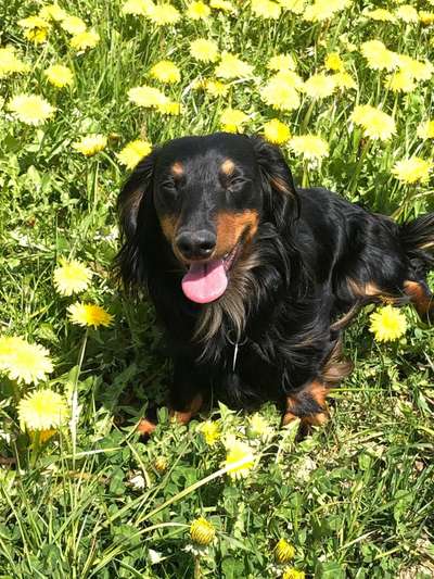 Die Dogorama Kalender Challenge Teil 3/4-Beitrag-Bild