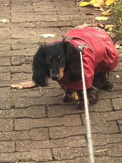 Deine Frage an einen Hundetrainer (Dogorama Webinar)-Beitrag-Bild