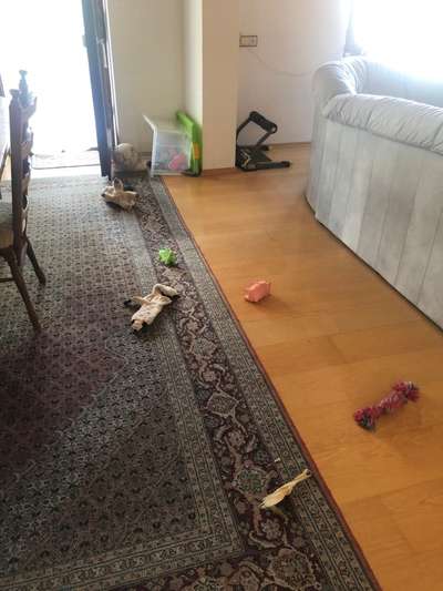 Zeig mir, dass du mit einem hund zusammenlebst....-Beitrag-Bild